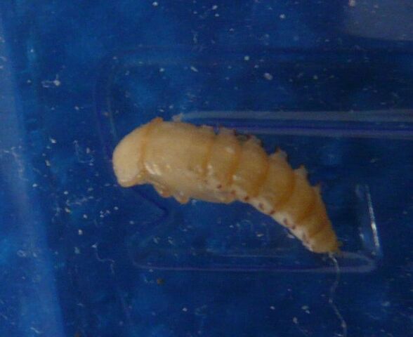 File:Tenebrio molitor pupa1.jpg