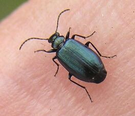 Lebia viridis thumb
