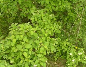 Bushshakingtechniqueshrub2