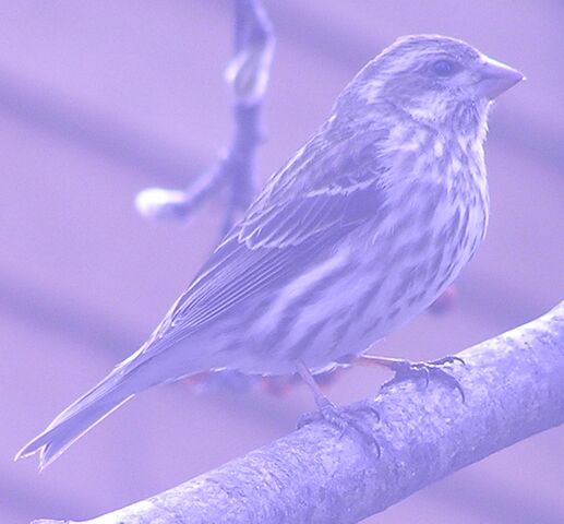 File:Purple Finch female 1.jpg