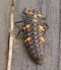 7-spotted ladybird larva