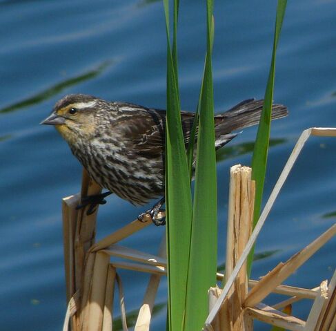 File:Red-winged Blackbird female.jpg