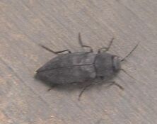 Jewel beetle3