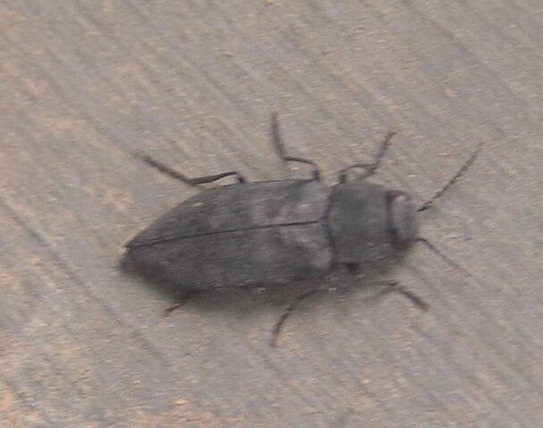 File:Jewel beetle3.jpg