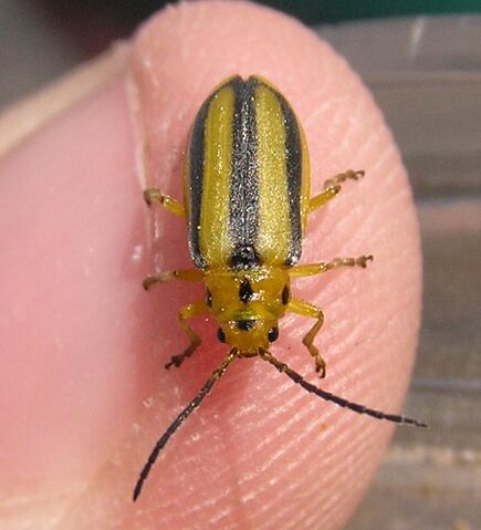 File:Goldenrod leaf beetle.jpg