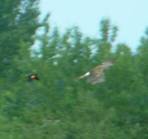 RWBlackbirdHarrier
