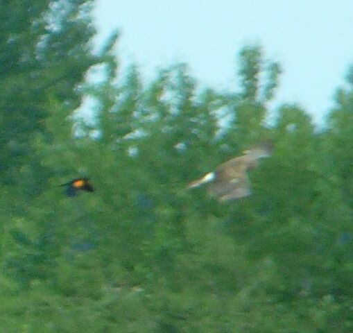 File:RWBlackbirdHarrier.jpg