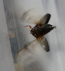 Gyrinus sp.2 flip