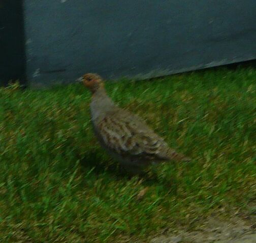 File:Grey Partridge Edmonton.jpg