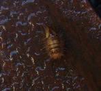 Varied carpet beetle, larva