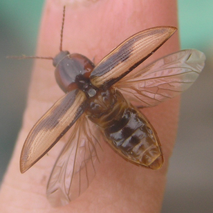 Crucifix click beetle2