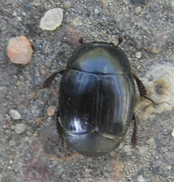Hister beetle