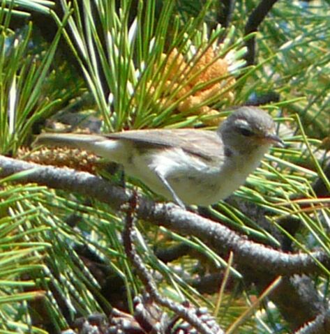 File:Warbling Vireo.jpg