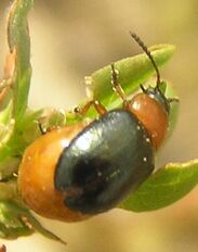 Gastrophysa polygoni 3