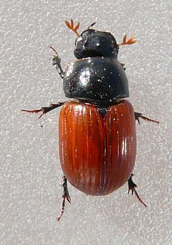 File:Aphodius fimetarius.jpg