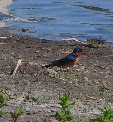 File:Barn swallow.jpg