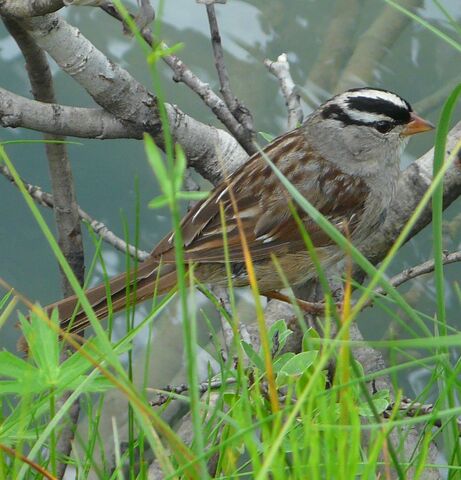 File:White-crowned Sparrow.jpg