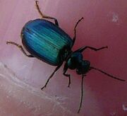 Lebia viridis2
