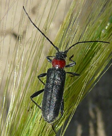 File:Pronocera collaris.jpg