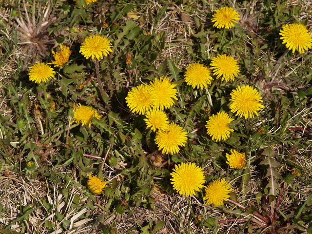 File:Dandelions.jpg