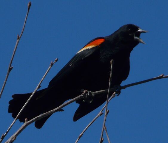 File:Red-winged blackbird 4.jpg