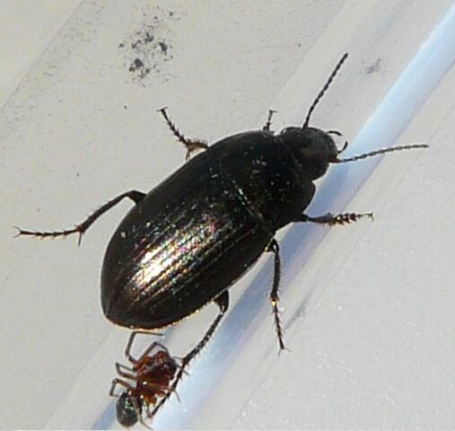 File:Amara sp. beetle2.jpg