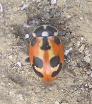 Parenthesis ladybird red