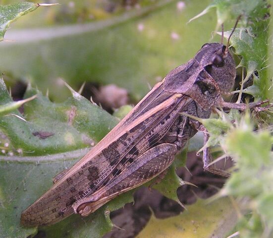 File:Grasshopper1.jpg
