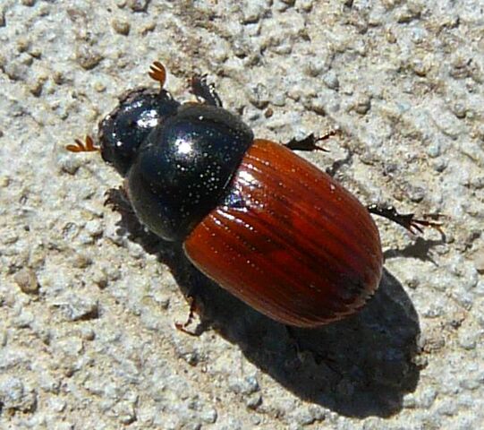 File:Aphodius fimetarius2.jpg