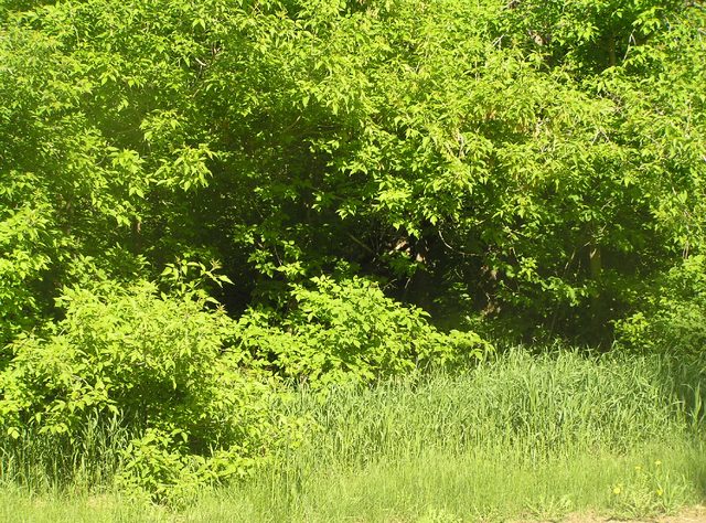 File:Habitat, woodland edge.png