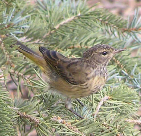 File:Palm Warbler fall.jpg
