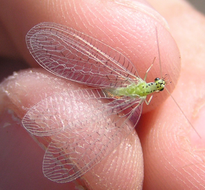 Chrysopachispreadwing