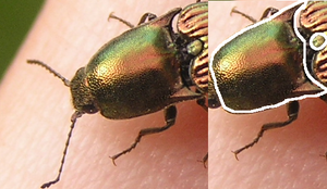 Resplendant Click beetle diagram