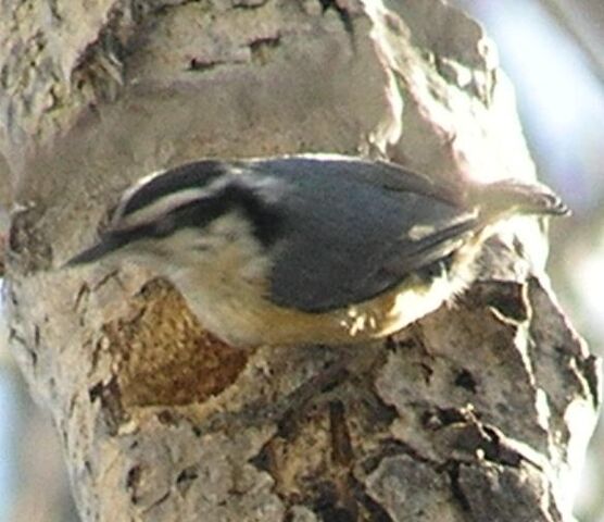 File:Red-breasted Nuthatch2.jpg