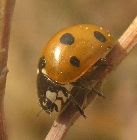 File:7-spotted ladybird3.jpg
