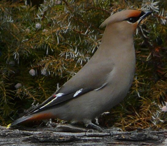 File:Bohemian Waxwing1.jpg