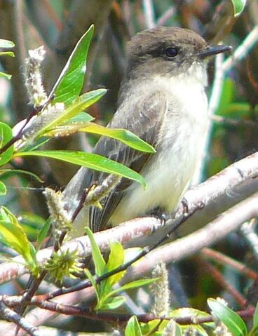 File:Least Flycatcher 1.jpg