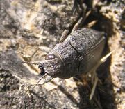 Flathead poplar borer2