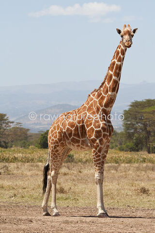 File:Reticulated-Giraffe-3042.jpg