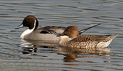 Pintail Duck