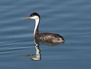 Western grebe