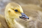 Gosling
