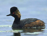 Black-necked Grebe