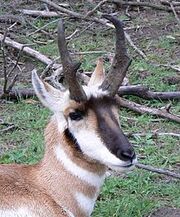 Pronghorn Closup