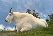 Mountin Goat