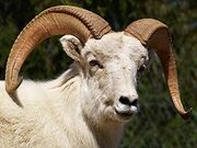 Dall Sheep Ram