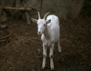 Goat