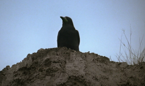 Crow