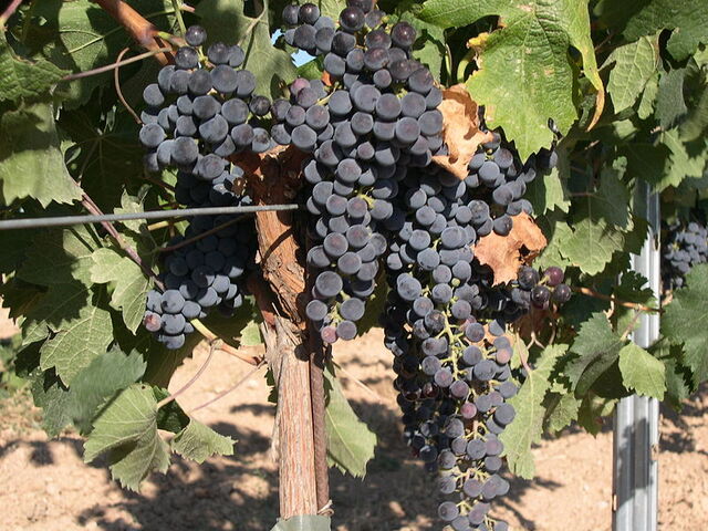 File:800px-Merlot Grape.jpg