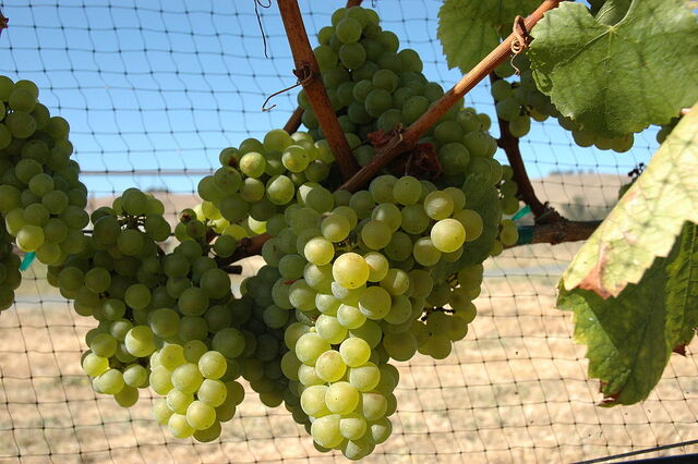 File:1024px-Chardonnay.jpg